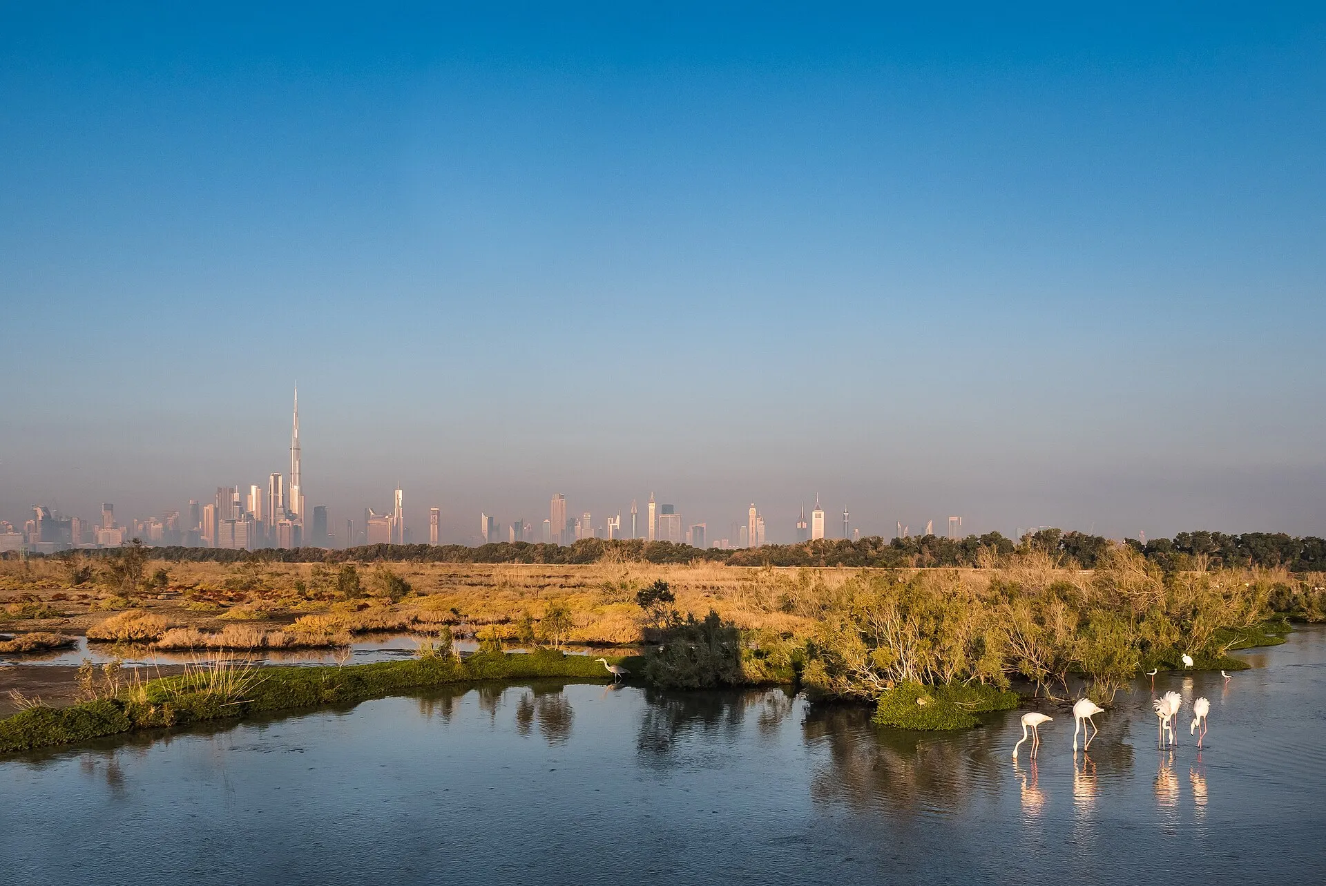 Ras Al Khor Wildlife Sanctuary in the foreground with the Downtown Dubai skyline behind it.